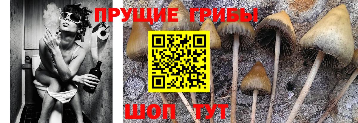 Салехард  Псилоцибиновые грибы мицелий  Вход с VPN  Псилоцибиновые грибы Cubensis 